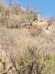 Bolborhynchus