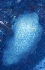 Pseudodiploria strigosa