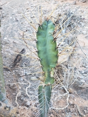 Cereus hankeanus