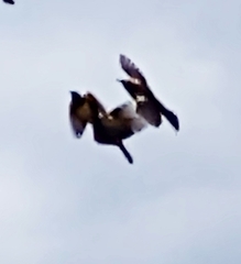 Pseudoleistes virescens