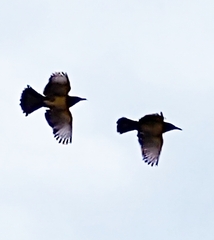 Pseudoleistes virescens