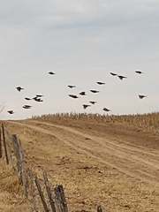 Pseudoleistes virescens