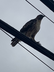 Buteo jamaicensis