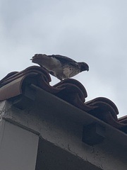 Buteo jamaicensis