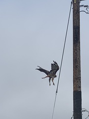 Buteo jamaicensis