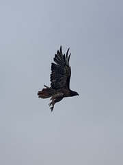 Buteo jamaicensis