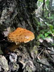 Hemistropharia