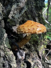 Hemistropharia