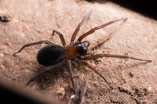 South American Toothed Hacklemesh Weaver