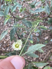 Physalis glabra