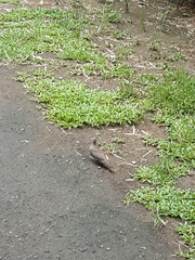 Geopelia striata