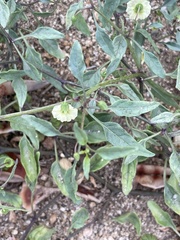 Physalis glabra