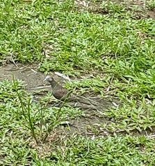 Geopelia striata