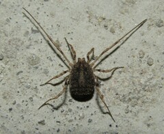 Odiellus lendlii