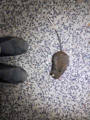 Uromys caudimaculatus