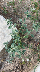 Heliotropium europaeum