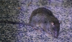 Uromys caudimaculatus