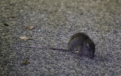 Uromys caudimaculatus