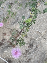 Mimosa tricephala