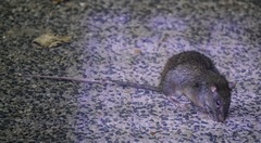 Uromys caudimaculatus