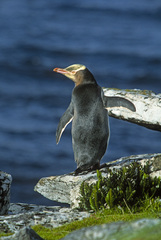 Megadyptes antipodes