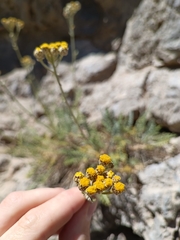 Tanacetum