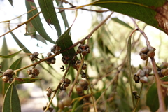Eucalyptus cephalocarpa