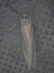 Rupela