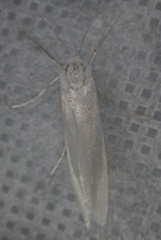 Rupela