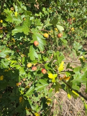 Crataegus monogyna