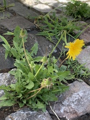 Taraxacum officinale