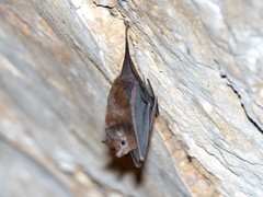 Peropteryx macrotis