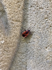 Pyrrhocoris apterus