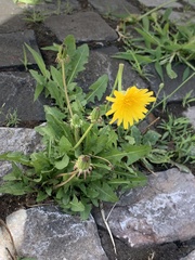 Taraxacum officinale