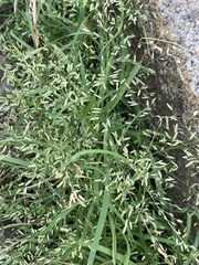 Eragrostis minor