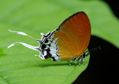 Eooxylides tharis distanti