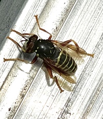 Spilomyia diophthalma
