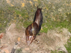 Lissachatina fulica