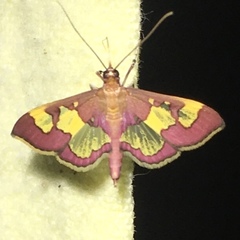 Colomychus talis
