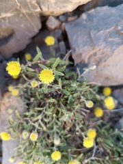 Asteraceae