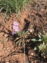 Penstemon jamesii