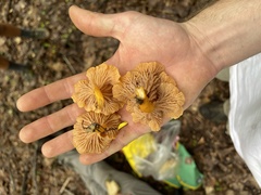 Craterellus lutescens