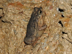 Rhinella beebei