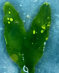 Caulerpa prolifera