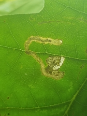 Stigmella quercipulchella
