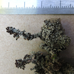 Stereocaulon condensatum