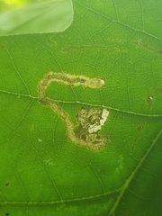 Stigmella quercipulchella