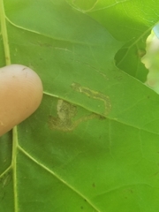 Stigmella quercipulchella