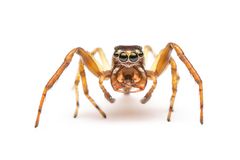 Tylogonus parabolicus