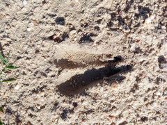 Raphicerus campestris